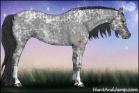 Horse Color:Blue Ice Roan Tobiano  and Blue Ice Roan 