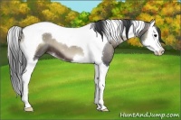 Horse Color:Blue Onyx Splash Tobiano 