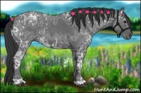 Horse Color:Blue Ice Roan and Blue Ice Roan