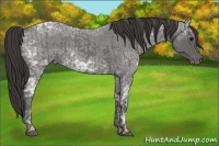 Horse Color:Blue Ice Roan and Smoky Blue Ice Roan
