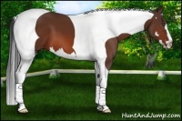 Horse Color:Bay Splash Tobiano Frame 