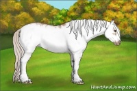 Horse Color:White Spotted Silver Brown Dun Frame Appaloosa 