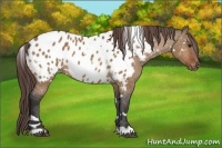 Horse Color:White Spotted Bay Dun Appaloosa 