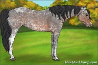 Horse Color:Blue Ice Roan and Brown Ice Roan