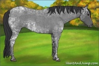 Horse Color:Blue Ice Roan  and Blue Ice Roan Rabicano 