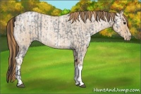 Horse Color:Blue Ice Roan  and Red Ice Roan Pearl 
