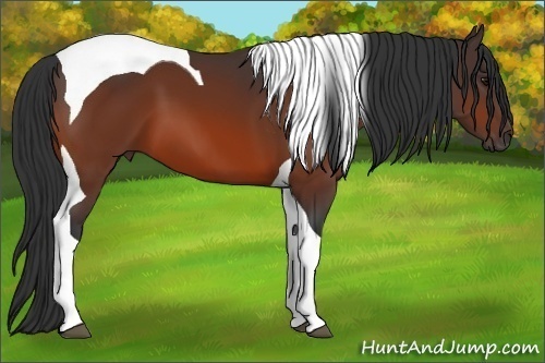 Horse Color:Bay Tobiano 