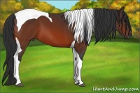 Horse Color:Bay Tobiano 