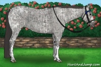 Horse Color:Blue Ice Roan  and Smoky Blue Ice Roan 