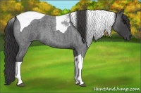 Horse Color:Smoky Blue Roan Tobiano 