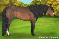 Horse Color:Buckskin 
