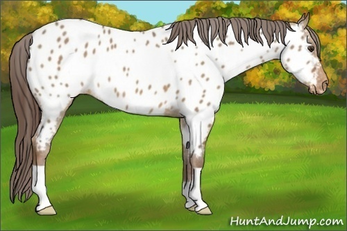 Horse Color:Liver Red Dun Appaloosa 