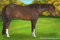 Horse Color:Liver Chestnut 