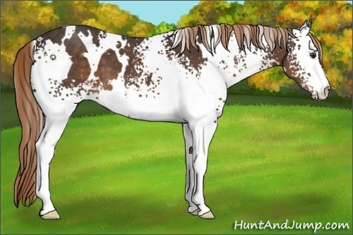 Horse Color:White Spotted Liver Chestnut