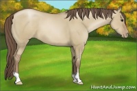 Horse Color:Grullo Pearl 