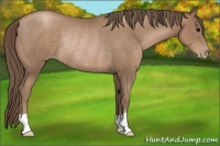Horse Color:Black Pearl Rabicano 