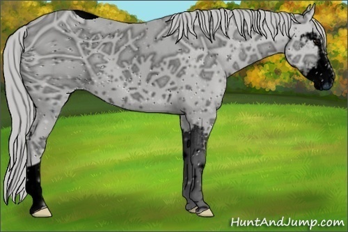 Horse Color:ERROR: UNKNOWN ANOMALY