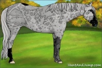 Horse Color:ERROR: UNKNOWN ANOMALY