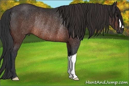 Horse Color:Brown Rabicano 