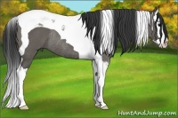 Horse Color:Grullo Splash Tobiano Rabicano