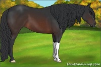 Horse Color:Brown 