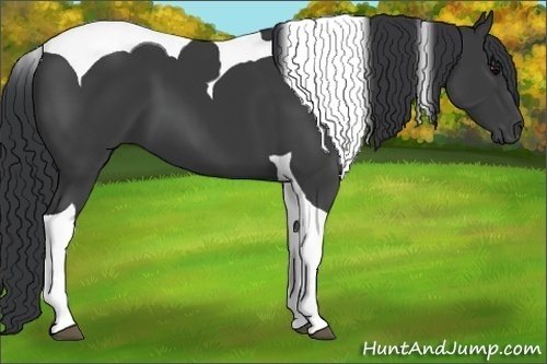 Horse Color:Black Tobiano