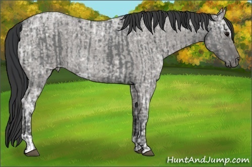 Horse Color:Blue Ice Roan  and Grullo Ice Roan 