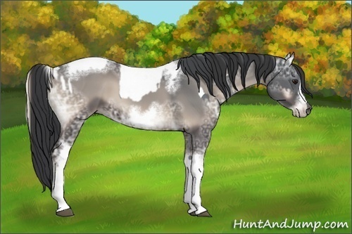 Horse Color:Black Chinchilla Ice Tobiano and Blue Onyx Ice Sabino Tobiano Frame