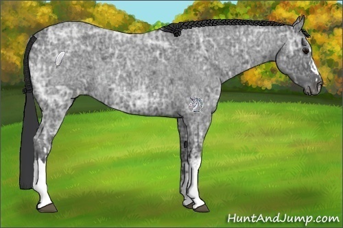 Horse Color:Blue Ice Roan  and Blue Ice Roan 