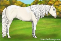 Horse Color:Cremello Dun Tobiano 