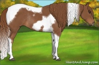 Horse Color:Chestnut Tobiano Frame Rabicano 