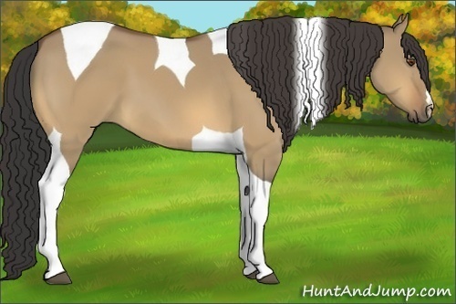 Horse Color:Buckskin Dun Tobiano 