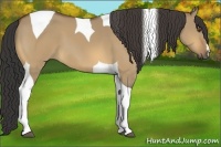 Horse Color:Buckskin Dun Tobiano 