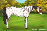 Horse Color:Bay Onyx Sabino Tobiano Appaloosa 