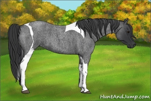 Horse Color:Blue Roan Tobiano