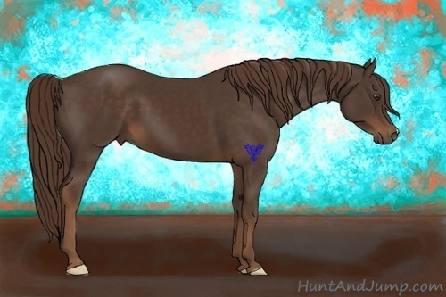 Horse Color:Liver Chestnut 