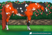 Horse Color:Painted White Spotted Black