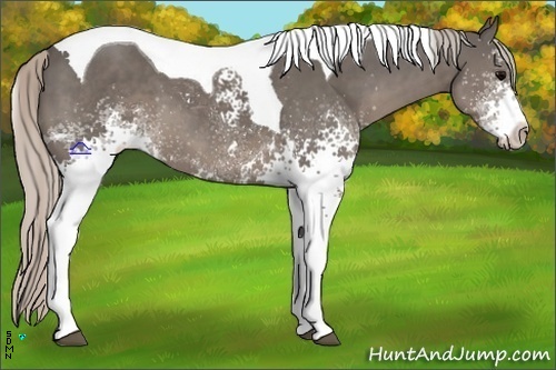 Horse Color:White Spotted Silver Black Tobiano