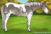 Horse Color:White Spotted Silver Black Tobiano 