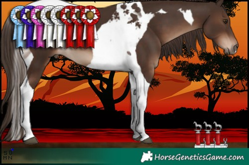 Horse Color:Liver Chestnut Tobiano