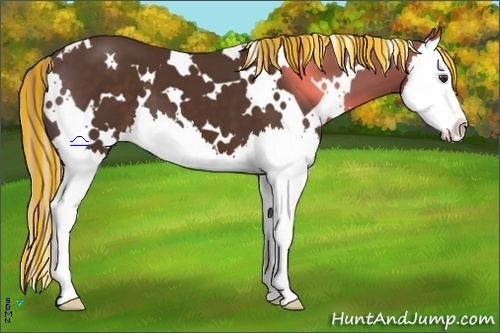 Horse Color:Painted White Spotted Liver Chestnut Splash 