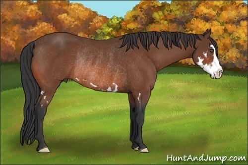 Horse Color:Bay Splash Frame Rabicano 