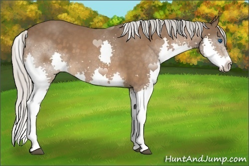 Horse Color:Silver Bay Splash 