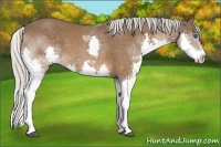 Horse Color:Silver Bay Splash 
