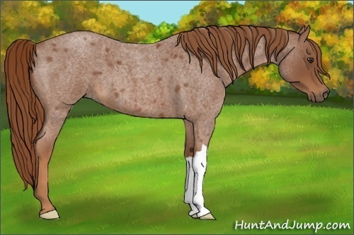 Horse Color:Red Roan 