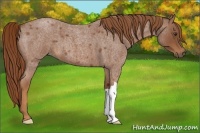 Horse Color:Red Roan