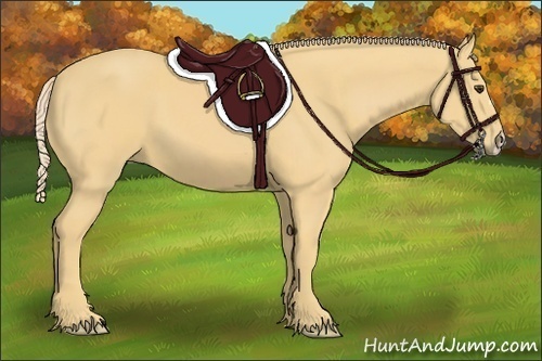Horse Color:Palomino 