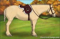 Horse Color:Palomino 