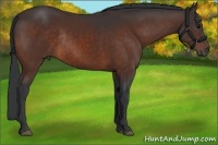 Horse Color:Bay Rabicano 