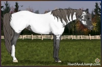 Horse Color:Smoky Black Snowcap Rabicano 